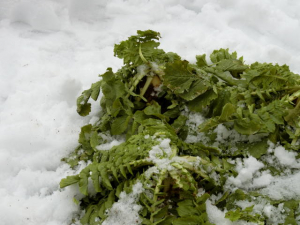 プライムハイツ春江デイサービス　大根界！オールスター集結