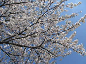 スプリングヒルズ　お花見ドライブ