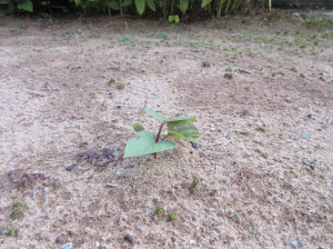 いも料理食べに来ねの～プライムハイツ春江デイサービス～