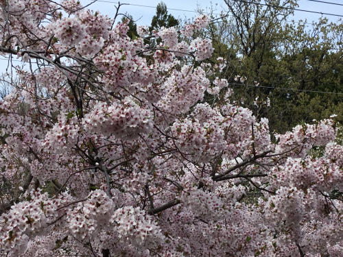 ロイヤルハイツの窓から見える桜はパノラマ一面の花ざかり