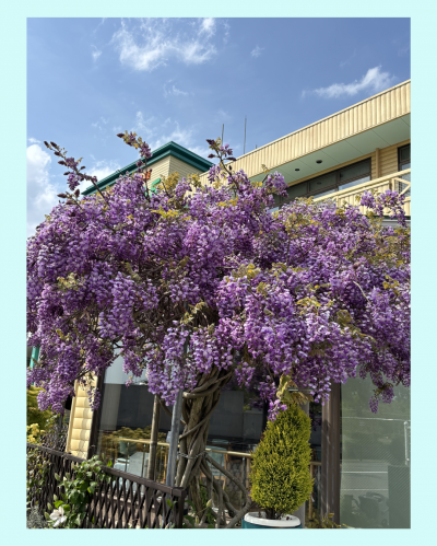 ひまわり　藤の花が満開です♪